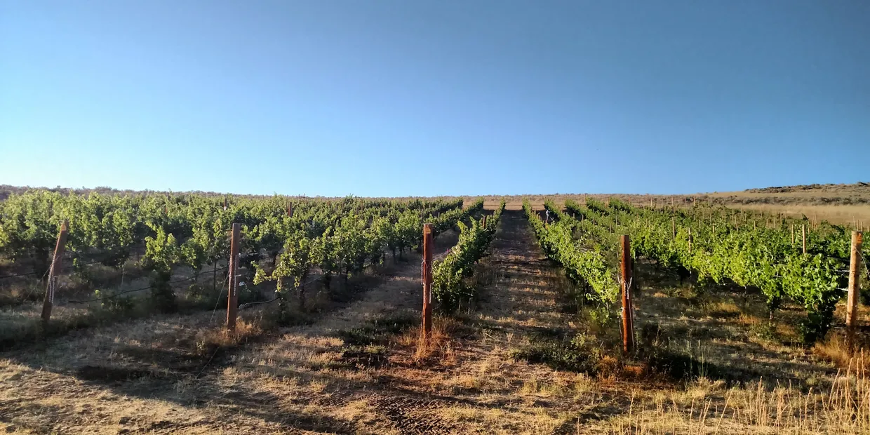 Copper Belt Vineyard