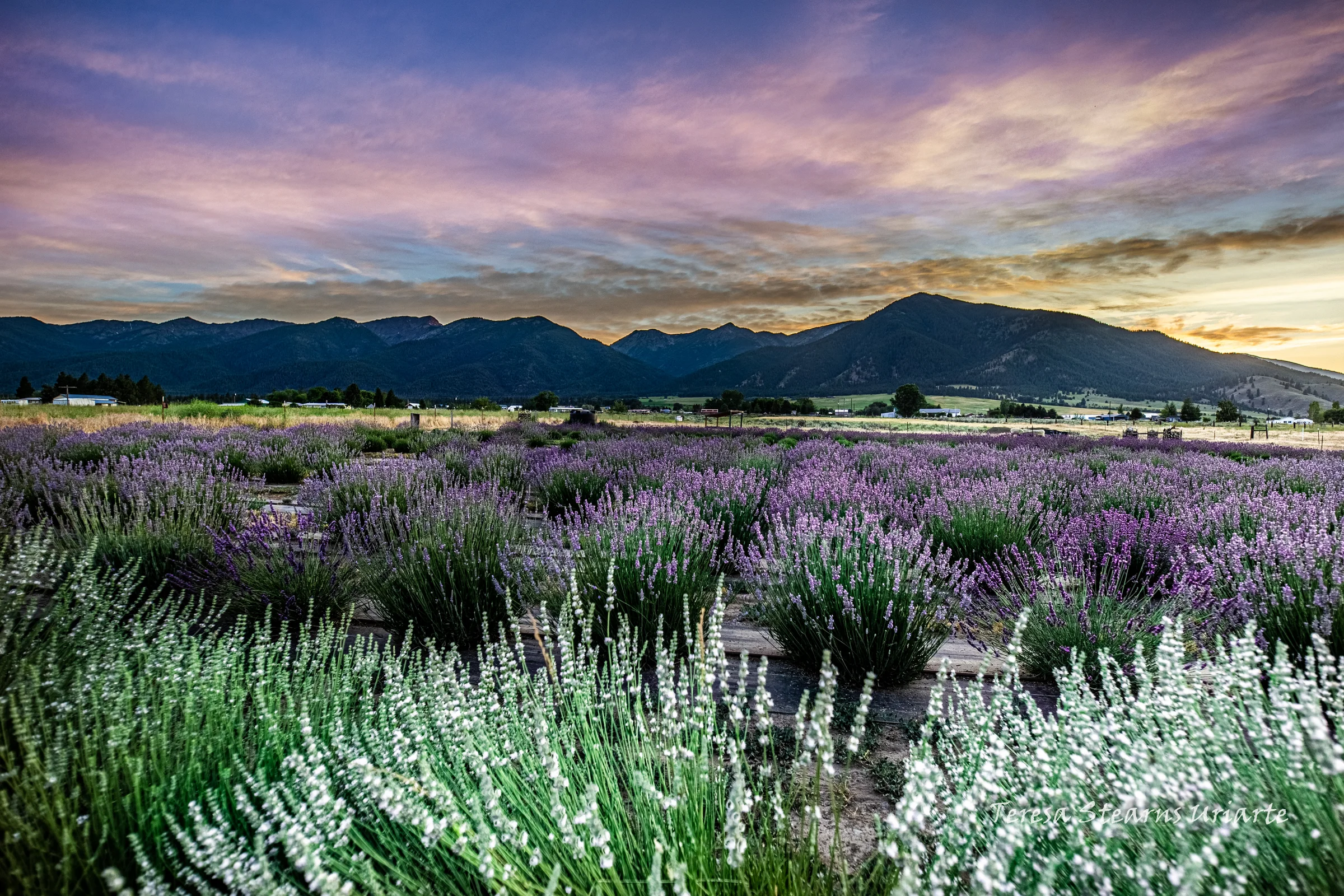 Elkhorn Peak Lavender